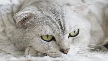 浙BA城市争霸赛精彩集锦：宁波队59-52力克普陀队